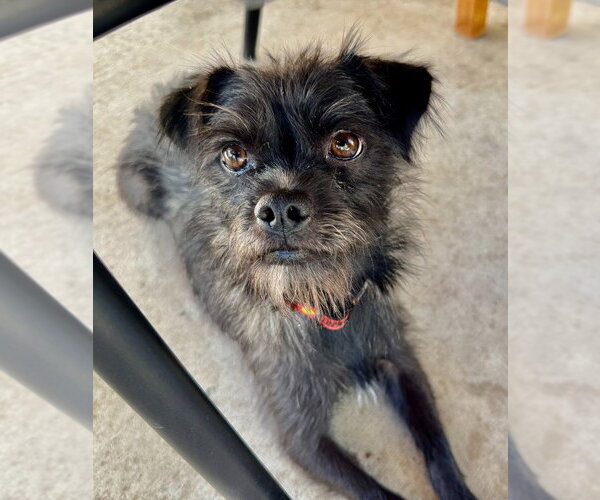 Medium Photo #3 Mutt Puppy For Sale in Salt Lake City, UT, USA