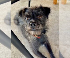 Lincoln - Male Mutt Dog for Adoption - Photo #3