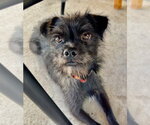 Small Photo #3 Mutt Puppy For Sale in Salt Lake City, UT, USA