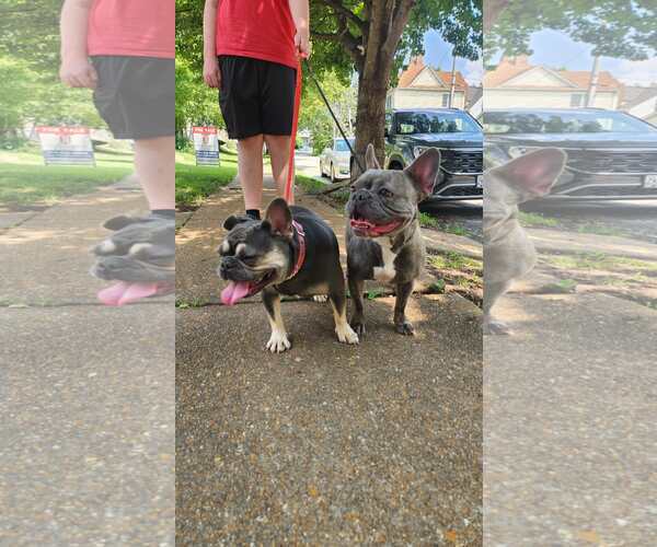 Medium Photo #4 French Bulldog Puppy For Sale in Fenton, MO, USA