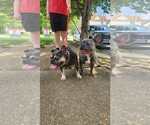 Small #3 French Bulldog