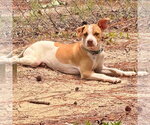Small #2 Mutt