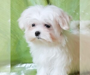 Maltese Puppy for sale in ROCK VALLEY, IA, USA