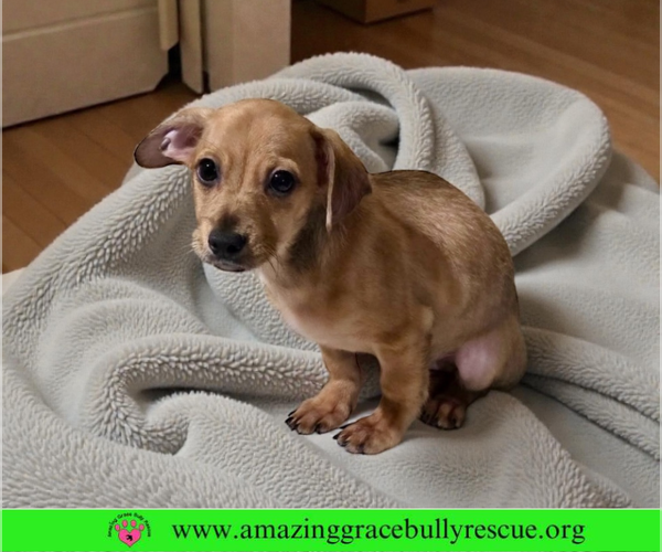 Medium Photo #3 French Bull Weiner Puppy For Sale in Pensacola, FL, USA