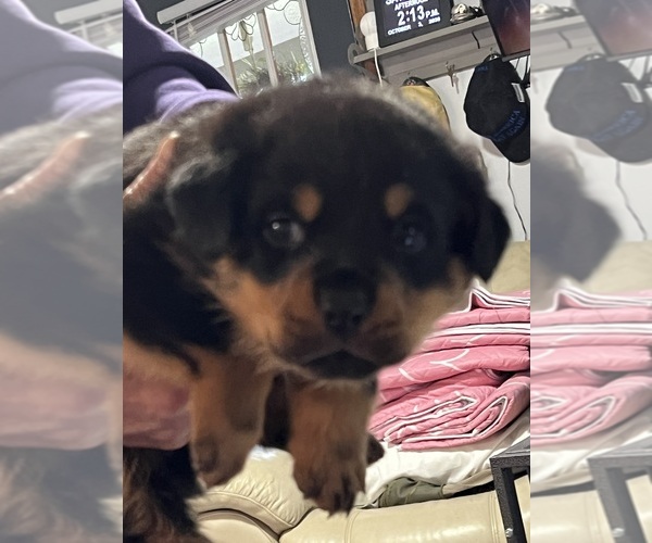 Medium Photo #4 Rottweiler Puppy For Sale in DRAPER, VA, USA