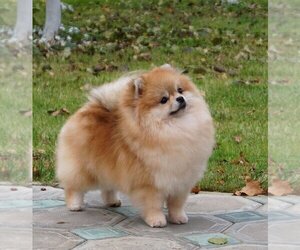 Father of the Pomeranian puppies born on 08/01/2021