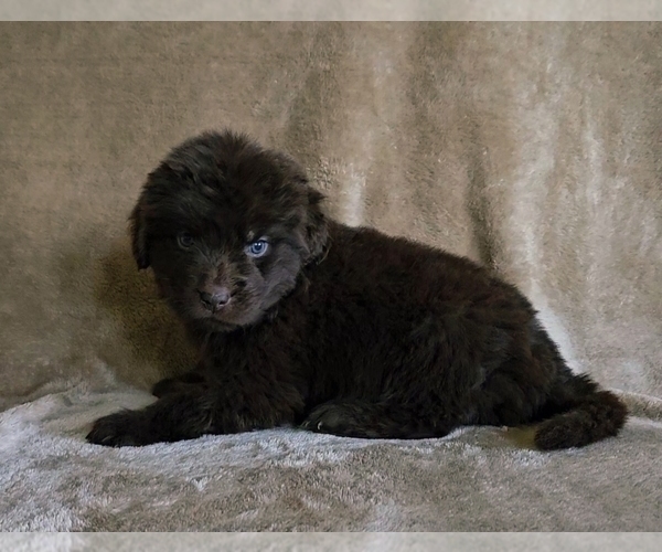 Medium Photo #13 Newfoundland Puppy For Sale in CAMBRIDGE, NE, USA
