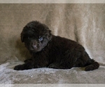 Small #4 Newfoundland