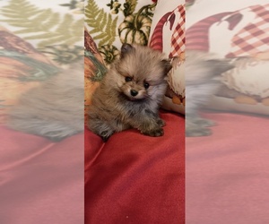 Pomeranian Puppy for sale in PEMBROKE, GA, USA