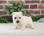 Small #11 West Highland White Terrier