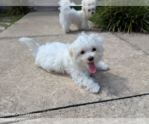 Medium Photo #6 Maltese Puppy For Sale in OCALA, FL, USA