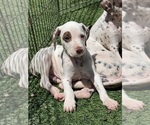 Small #2 Dalmatian