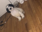 Small Photo #12 Goldendoodle-Poodle (Standard) Mix Puppy For Sale in DETROIT, MI, USA