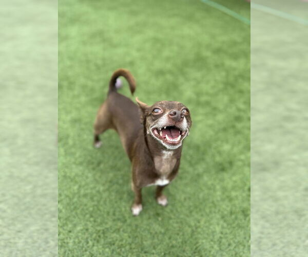 Medium Photo #7 Chihuahua-Unknown Mix Puppy For Sale in San Francisco, CA, USA