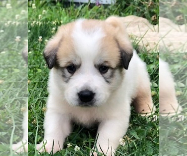 Medium Photo #7 Anatolian Shepherd-Great Pyrenees Mix Puppy For Sale in WINTERSET, IA, USA