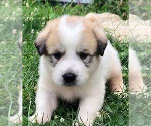 Medium Anatolian Shepherd-Great Pyrenees Mix