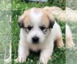 Puppy Hercules Anatolian Shepherd-Great Pyrenees Mix