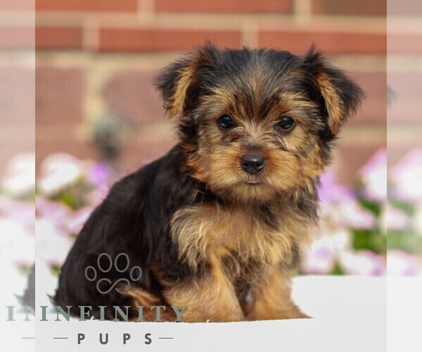 Medium Photo #1 Yorkshire Terrier Puppy For Sale in REINHOLDS, PA, USA