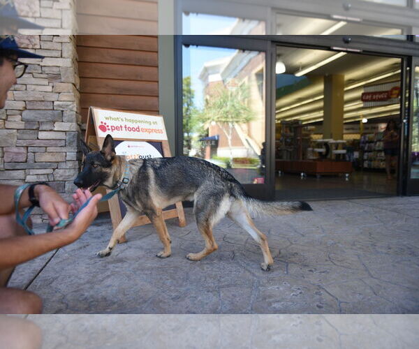Medium Photo #3 German Shepherd Dog Puppy For Sale in Modesto, CA, USA