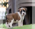 Small #2 Boxer Mix