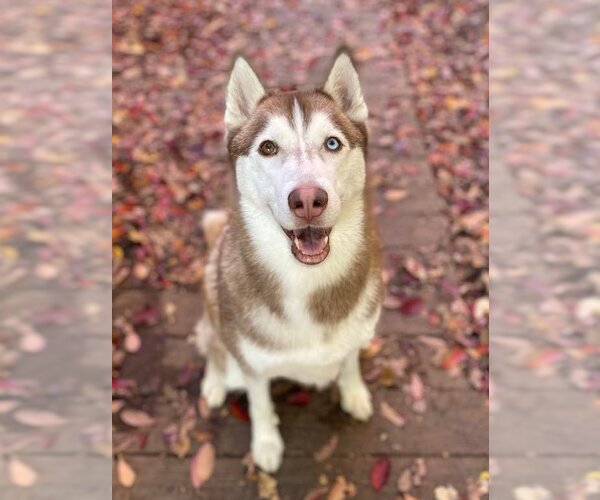 Medium Photo #2 Siberian Husky Puppy For Sale in Matawan, NJ, USA