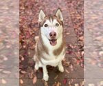 Small #1 Siberian Husky