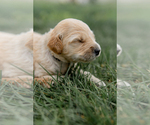 Small Photo #11 Goldendoodle Puppy For Sale in FREDERICA, DE, USA