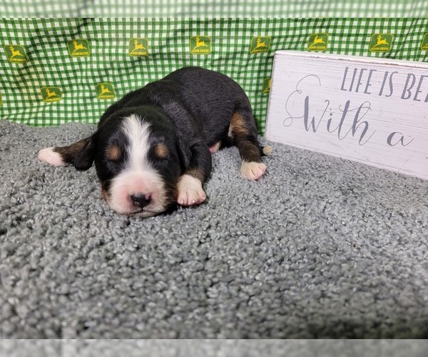 Medium Photo #30 Bernese Mountain Dog Puppy For Sale in BLACK FOREST, CO, USA