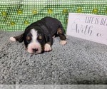 Small Photo #30 Bernese Mountain Dog Puppy For Sale in BLACK FOREST, CO, USA