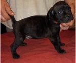 Small Photo #10 Cane Corso Puppy For Sale in GRENVILLE, NM, USA