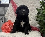 Beauty - Female Bernese Mountain Dog Puppy for Sale - Photo #2