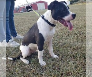 Mutt Dogs for adoption in Alexander, AR, USA