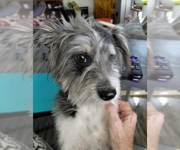 Medium Photo #3 Mutt Puppy For Sale in Cranston, RI, USA