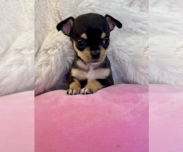 Medium Photo #5 Chihuahua Puppy For Sale in TIJERAS, NM, USA