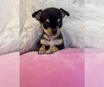 Baby Girl - Female Chihuahua Puppy for Sale - Photo #5