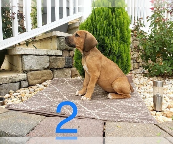 Medium Photo #6 Cane Corso Puppy For Sale in MONTPELIER, VA, USA