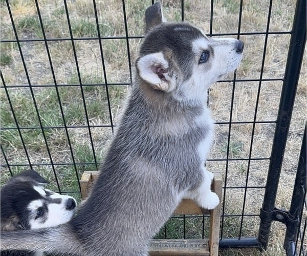 Medium Photo #6 Siberian Husky Puppy For Sale in PUYALLUP, WA, USA