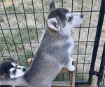 Small #5 Siberian Husky