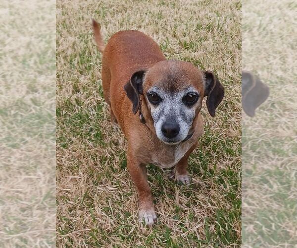Medium Photo #4 Dachshund Puppy For Sale in Carrollton, TX, USA