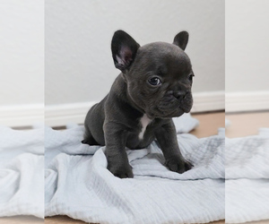 French Bulldog Litter for sale in SPRING, TX, USA