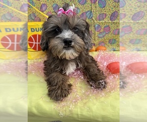 Shih-Poo Puppy for sale in LANCASTER, MO, USA