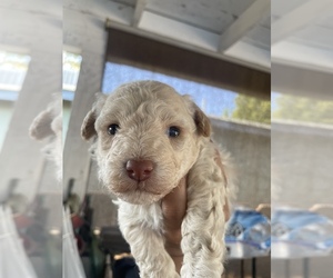 YorkiePoo Puppy for sale in EXETER, CA, USA