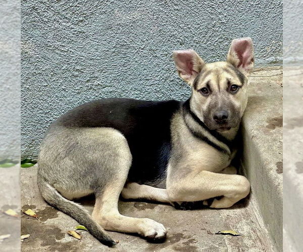Medium Photo #17 Labrador Retriever-Unknown Mix Puppy For Sale in Dana Point, CA, USA
