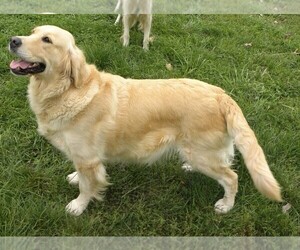 Golden Retriever Dog for Adoption in VERMONTVILLE, Michigan USA