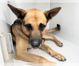 German Shepherd Dog Dogs for adoption in Houston, TX, USA