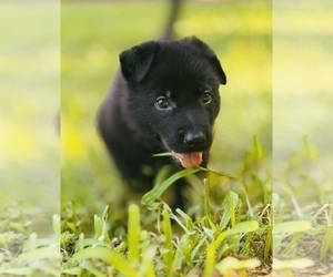 Medium German Shepherd Dog