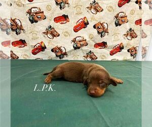 Dachshund Puppy for sale in WINNSBORO, LA, USA
