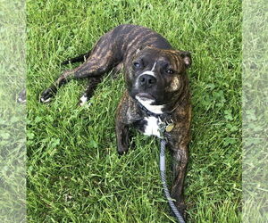 American Pit Bull Terrier-Unknown Mix Dogs for adoption in FAIRLAWN, OH, USA
