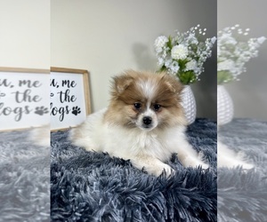 Pomeranian Puppy for sale in GREENFIELD, IN, USA