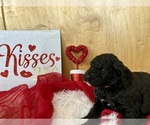 Small Photo #7 Goldendoodle Puppy For Sale in LAPOINT, UT, USA